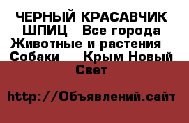 ЧЕРНЫЙ КРАСАВЧИК ШПИЦ - Все города Животные и растения » Собаки   . Крым,Новый Свет